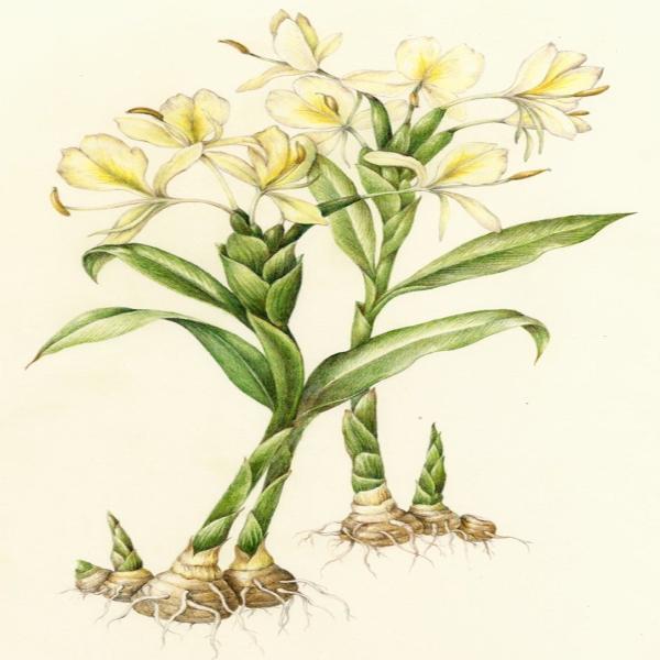 EO Ginger Essential Oil 10 mls