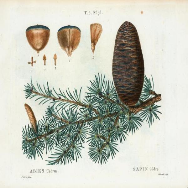 EO Cedarwood Essential Oil 10 mls