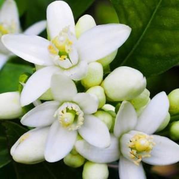 EO Neroli Essential Oil 10 mls