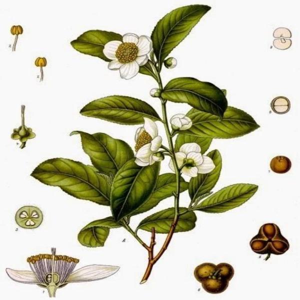 EO Neroli Essential Oil 10 mls